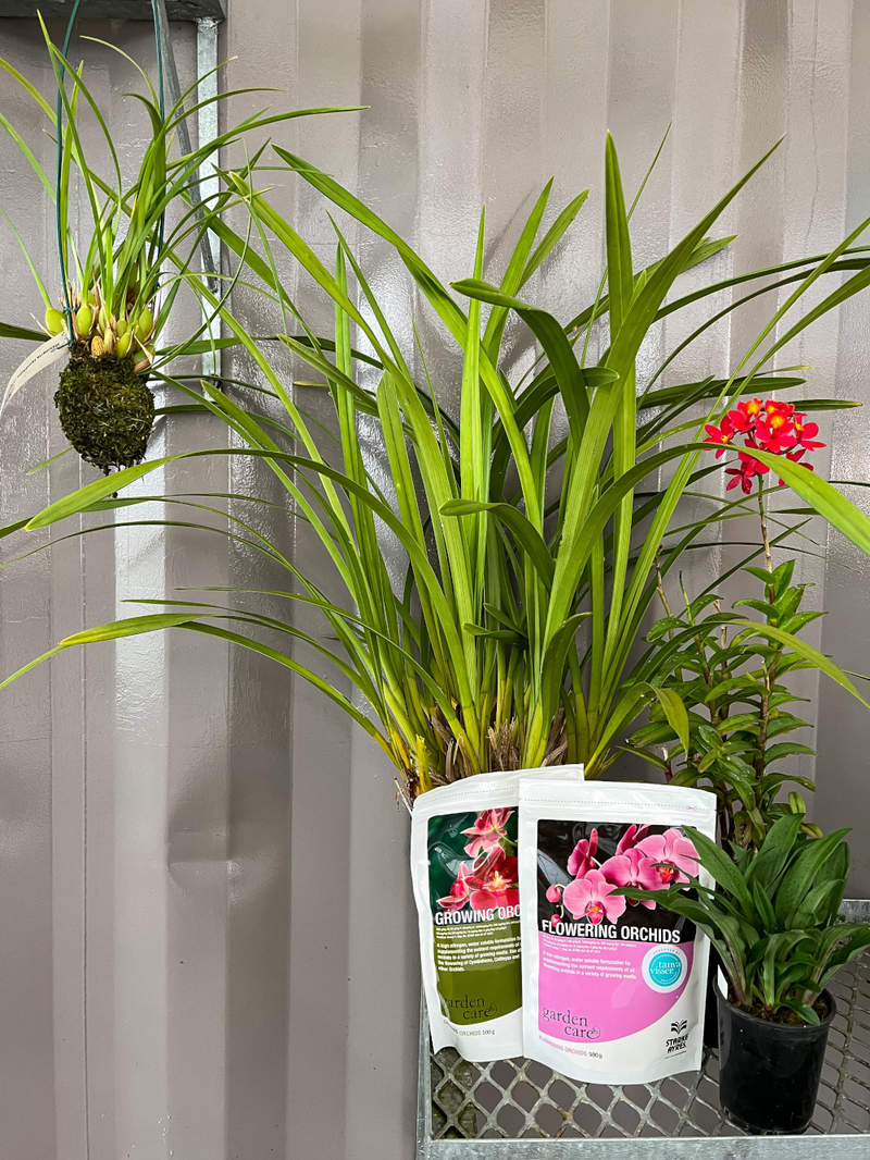 Instant Orchid Family  (orchid plant starter kit)