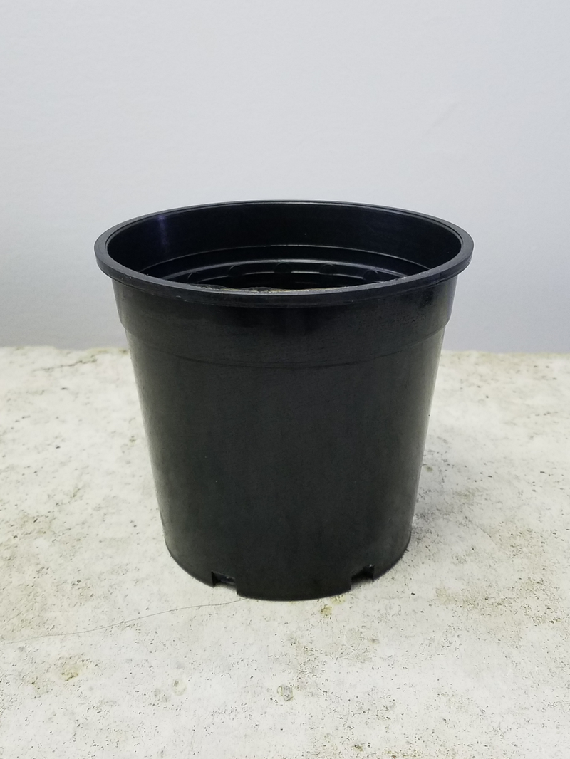 Black Pot 13cm
