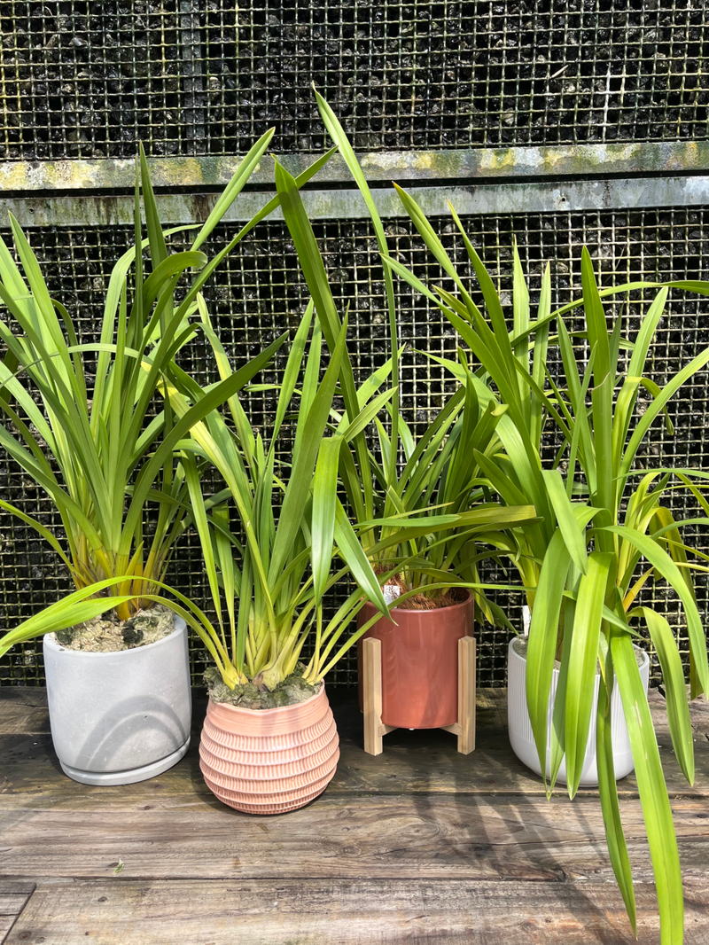 Cymbidium Collection  (orchid plant starter kit)